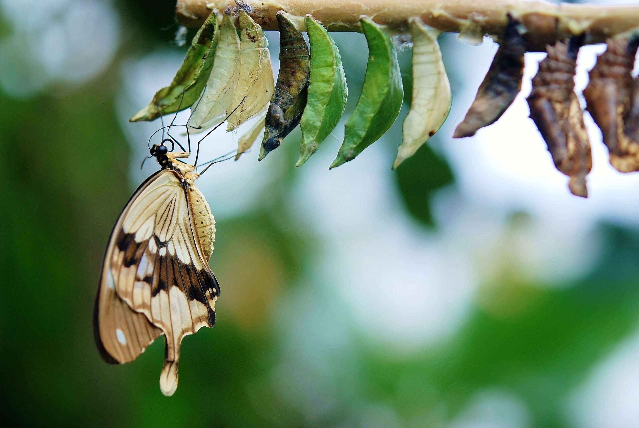Harness Your Will: The Key to Manifesting the Life You Desire