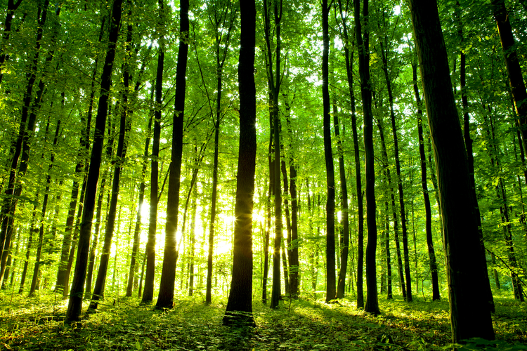 Discover Alison Smith's Journey: Metaphors for Transformation