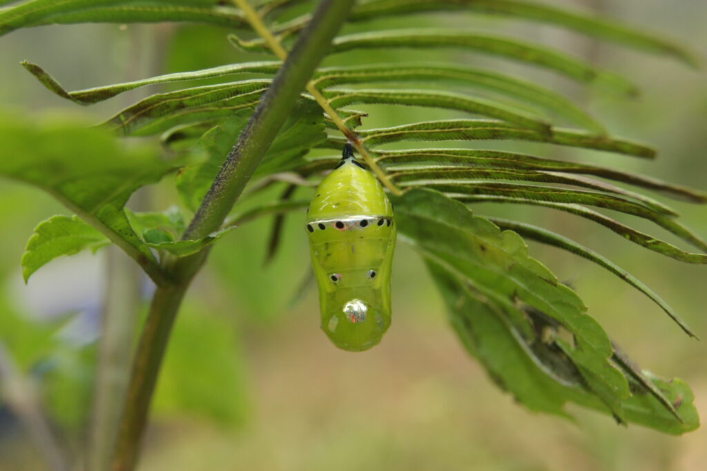 Breaking Through the Cocoon: Embracing Personal Transformation